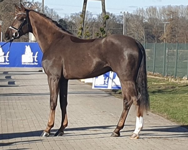 dressage horse Berry Lillet S (Westphalian, 2018, from Blue Hors Baron)