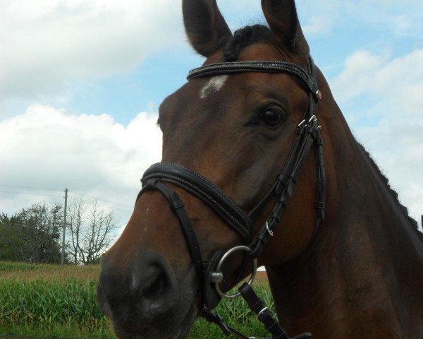 jumper Calido 78 (Hessian Warmblood, 2004, from Calido Ass)