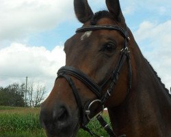 jumper Calido 78 (Hessian Warmblood, 2004, from Calido Ass)