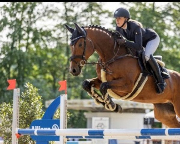 jumper Lovelyn K (German Sport Horse, 2012, from Loxley 89) jumper Lovelyn K (German Sport Horse, 2012, from Loxley 89)