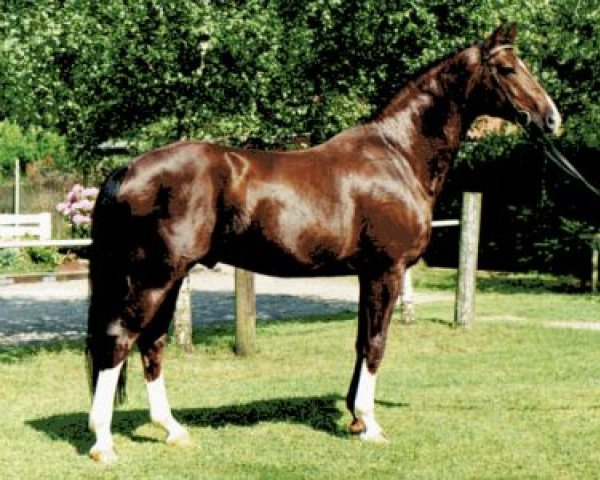 stallion Donquestador (Rhinelander, 1994, from Donnerhall)