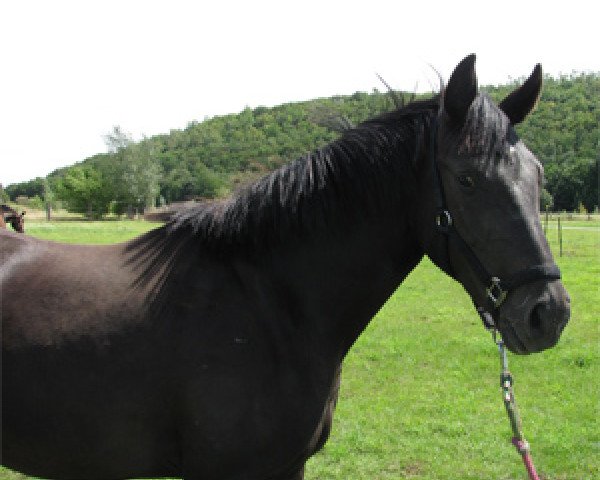 dressage horse K.C Salza (Rhinelander, 2009, from Sarkozy 3)