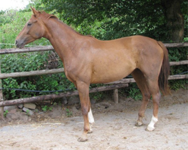 Pferd Fair Lady (Rheinländer, 2008, von Fürst Piccolo)