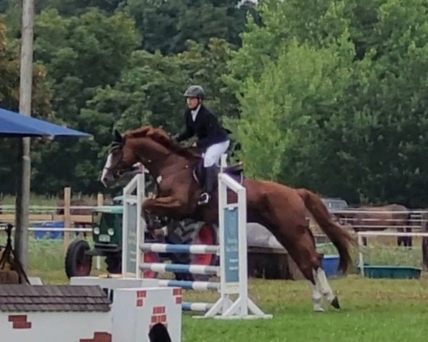 dressage horse Bernstein 123 (Trakehner, 2013, from Donaudichter)