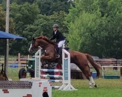 Dressurpferd Bernstein 123 (Trakehner, 2013, von Donaudichter)