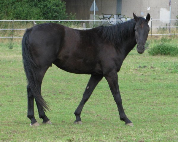 Dressurpferd Dark Sky 2 (Rheinländer, 2008, von Danone 4)