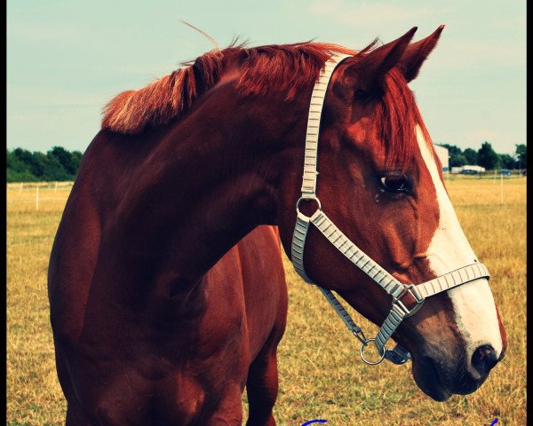 dressage horse Guinness 92 (Trakehner, 2001, from Ivernel)