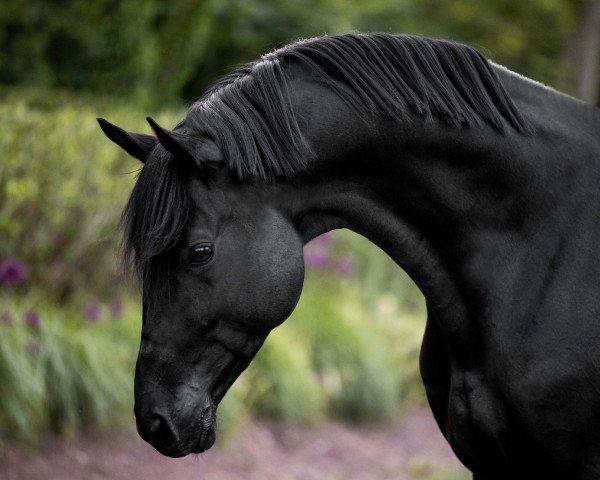 Dressurpferd Aurelion (Trakehner, 2016, von Sir Sansibar) Dressurpferd Aurelion (Trakehner, 2016, von Sir Sansibar)