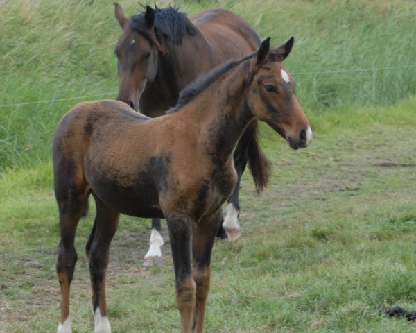 horse Cleopatra (Holsteiner, 2009, from Cassiano)