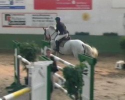 Springpferd Abc Cataro (Holsteiner, 2000, von Caribik)