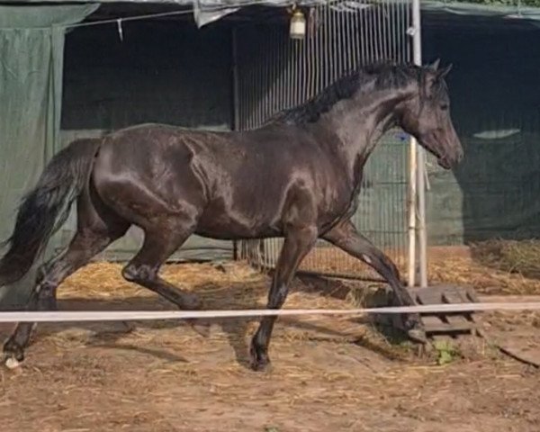 horse Pamina (German Riding Pony, 2020, from Kent Nagano WE)