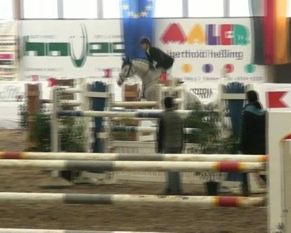 broodmare Chiara 243 (Oldenburg show jumper, 2003, from Come On)