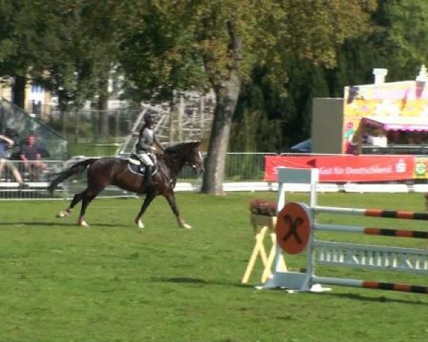 jumper Romace (German Sport Horse, 2004, from Chacon)