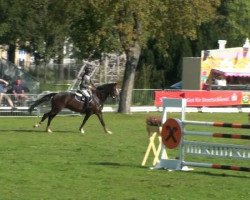 jumper Romace (German Sport Horse, 2004, from Chacon)