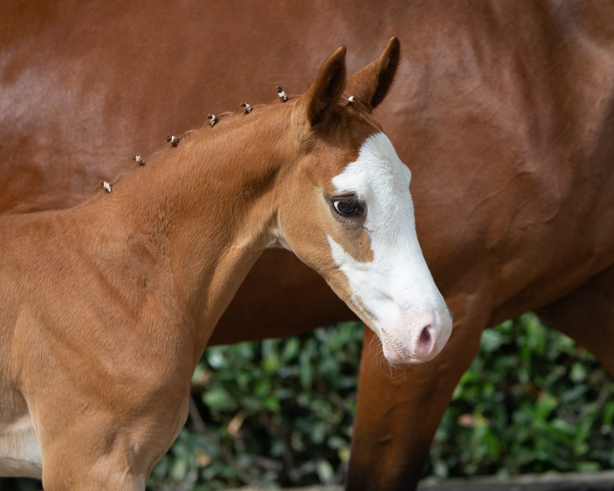 horse Hummelkönig (Trakehner, 2022, from Berlusconi)