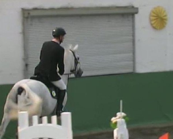 broodmare Ulina XVI (Holsteiner, 2004, from Carambo)