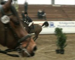 broodmare Interlady (Saxony-Anhaltiner, 2001, from Intermezzo 36)