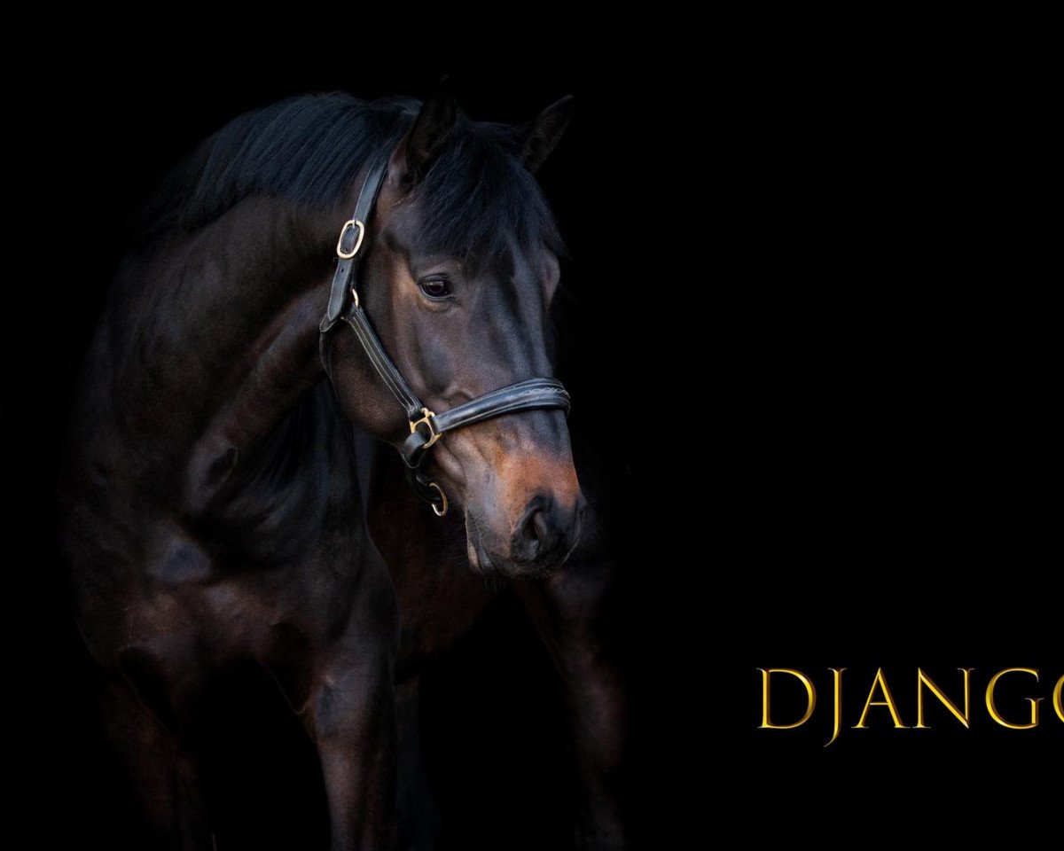 Springpferd Django 448 (Oldenburger Springpferd, 2017, von Diamant de Semilly)