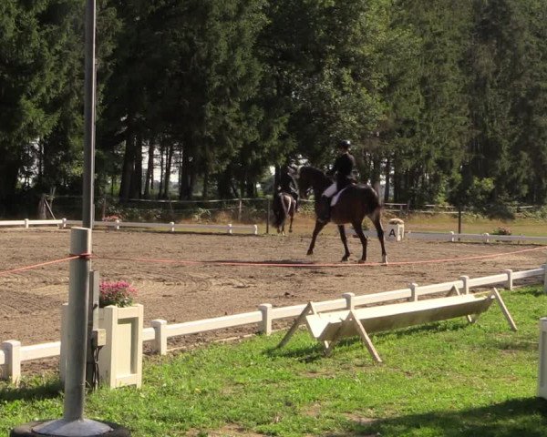 Reitturnier Kellinghusen 2022