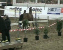jumper Lennart (unknown, 2000)