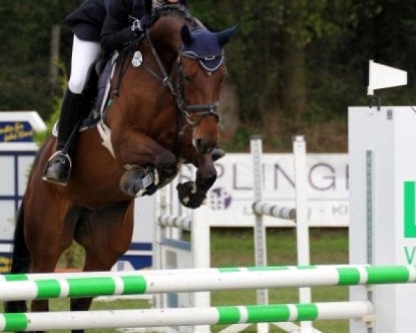 jumper Be Smart 2 (Hanoverian, 2003, from Harmony's Baroncelli)