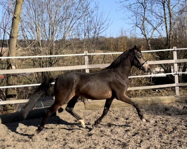 horse Gaspari (German Riding Pony, 2019, from Hesselteichs Grimaldi)