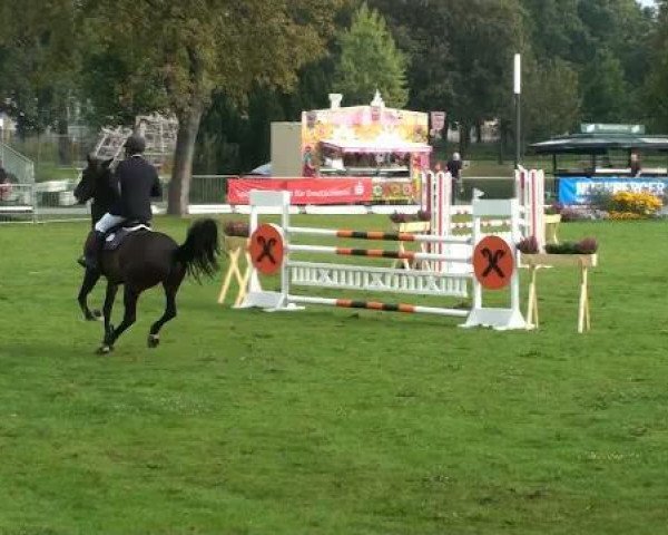 broodmare Lucie Fantastic F (Saxony-Anhaltiner, 2001, from Lorenzo) broodmare Lucie Fantastic F (Saxony-Anhaltiner, 2001, from Lorenzo)