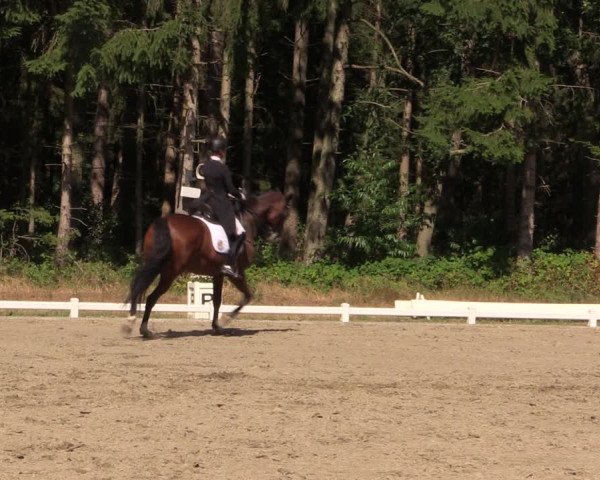 Reitturnier Kellinghusen 2022