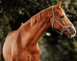broodmare Fuori Di Testa (Oldenburg, 2017, from Fashion Maker)