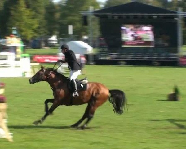 Springpferd Capricio 10 (Holsteiner, 2004, von Camposanto)