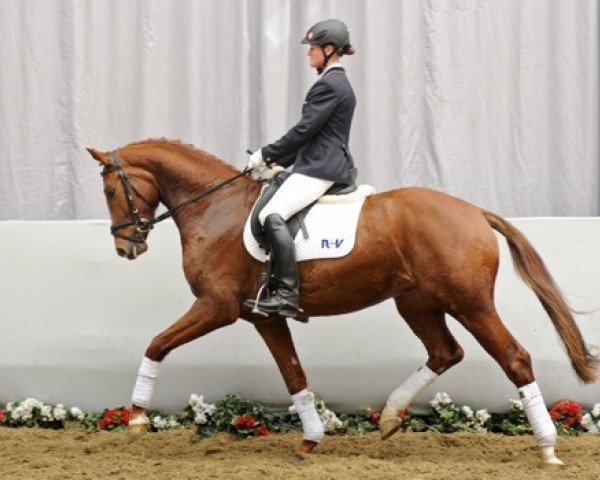 dressage horse Jefferson 16 (Westphalian, 2009, from Jazz Rubin)