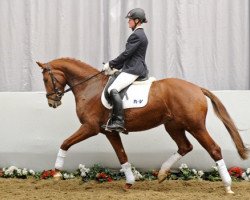 dressage horse Jefferson (Westphalian, 2009, from Jazz Rubin)