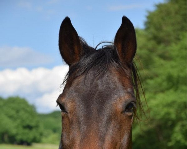 dressage horse Portmore Jasper (Pony without race description, 2008)