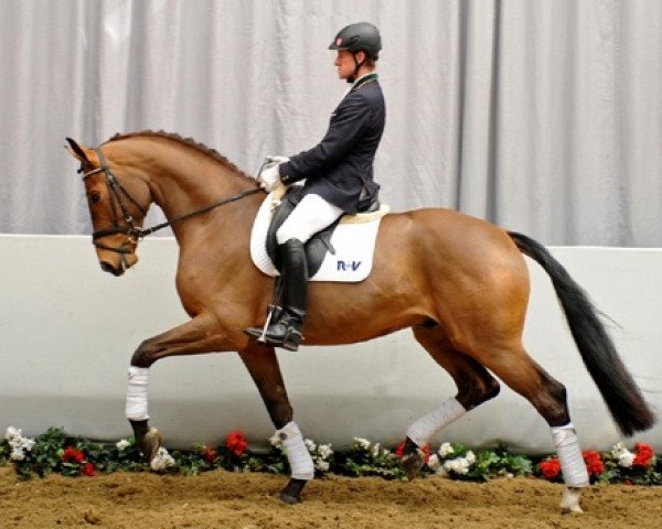 Pferd Ben Hur (Westfale, 2009, von Belissimo NRW)