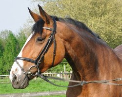 Springpferd Busy Bumble (Oldenburger, 2005, von Balou du Rouet)