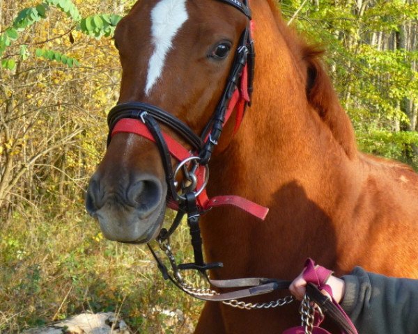 horse Lenzberg (Trakehner, 2008, from Harlem Go)