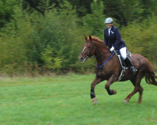 horse Snouky (Heavy Warmblood,  )