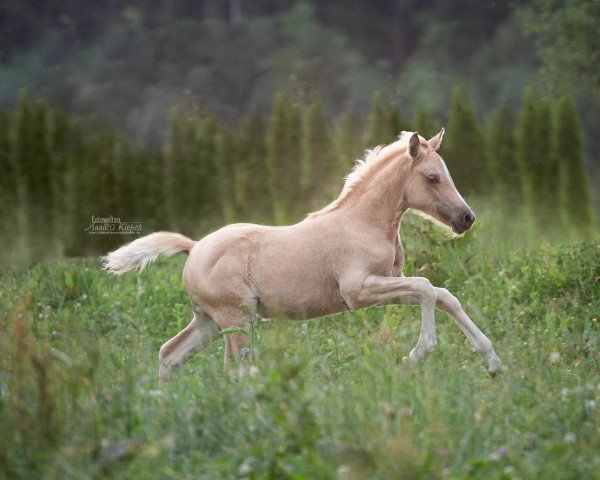 horse Graceful Heart B (German Riding Pony, 2022, from Gipfelstürmer)