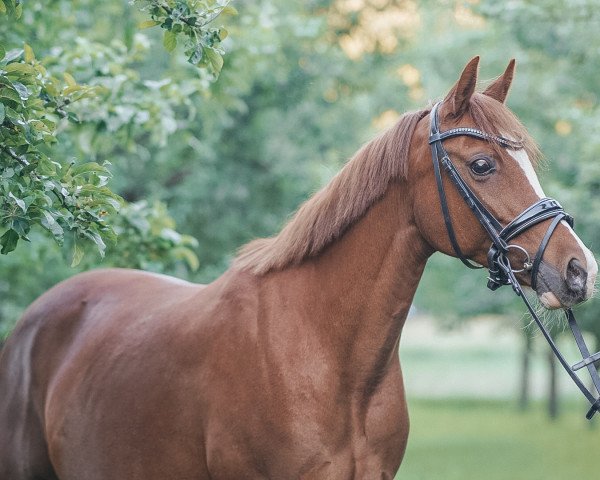 Zuchtstute Delia K (Deutsches Reitpony, 2008, von Dance Star AT NRW)