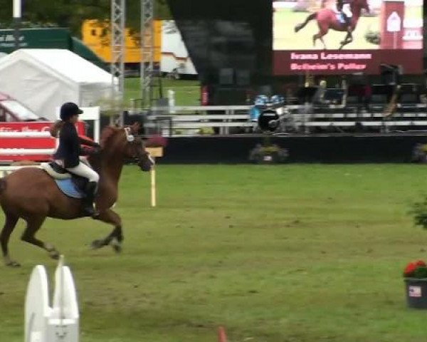 jumper Bolheim's Pollux (Nederlands Welsh Ridepony, 1997, from Speyksbosch Nando)
