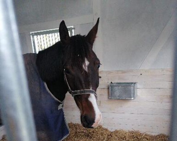 Pferd Dornprinz (Trakehner, 2017, von Le Chevalier)