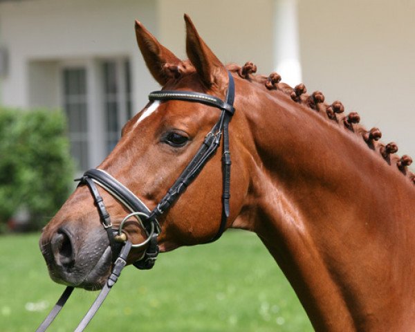 Pferd Tassilo W (Trakehner, 2000, von Münchhausen)