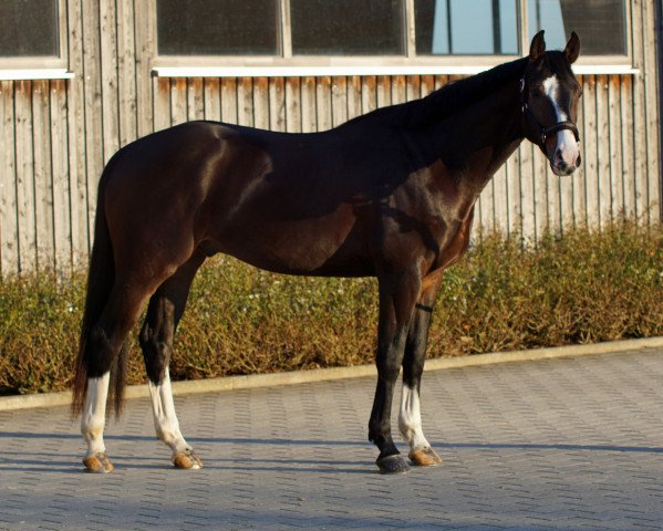 Pferd Little (Oldenburger, 2018, von Hometown)