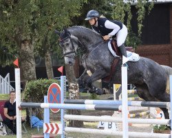 jumper Hailey 17 (Hanoverian, 2015, from VDL Harley)