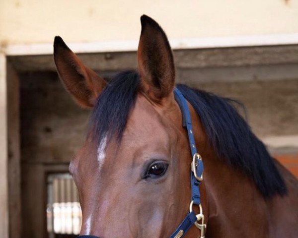 dressage horse Filippo 3 (Austrian Warmblood, 2012, from Fit for Fun)