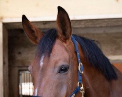 dressage horse Filippo 3 (Austrian Warmblood, 2012, from Fit for Fun)