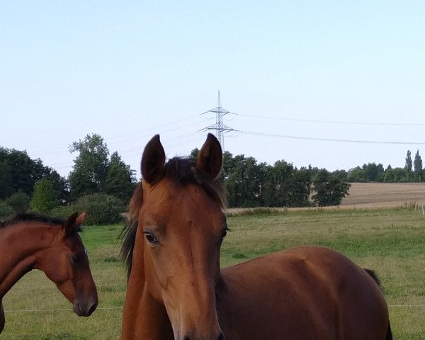 Pferd Cantona FF (Mecklenburger, 2021, von Caballus Z)
