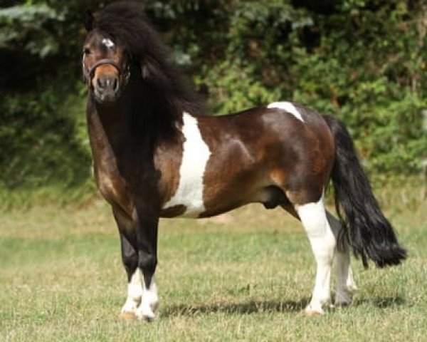 stallion Hahns Piccolo Grande (Shetland pony (under 87 cm), 2018, from Birchwood Pocket Prince)