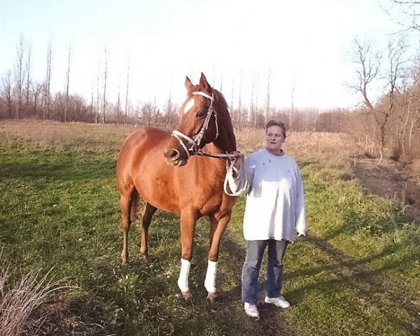 broodmare La Unique (Trakehner, 1997, from Uckermärker)