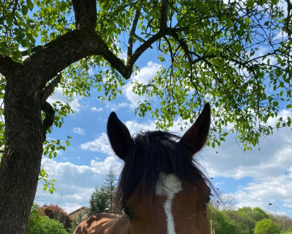 Pferd Mumbai (Deutsches Reitpony, 2016, von Medoc)
